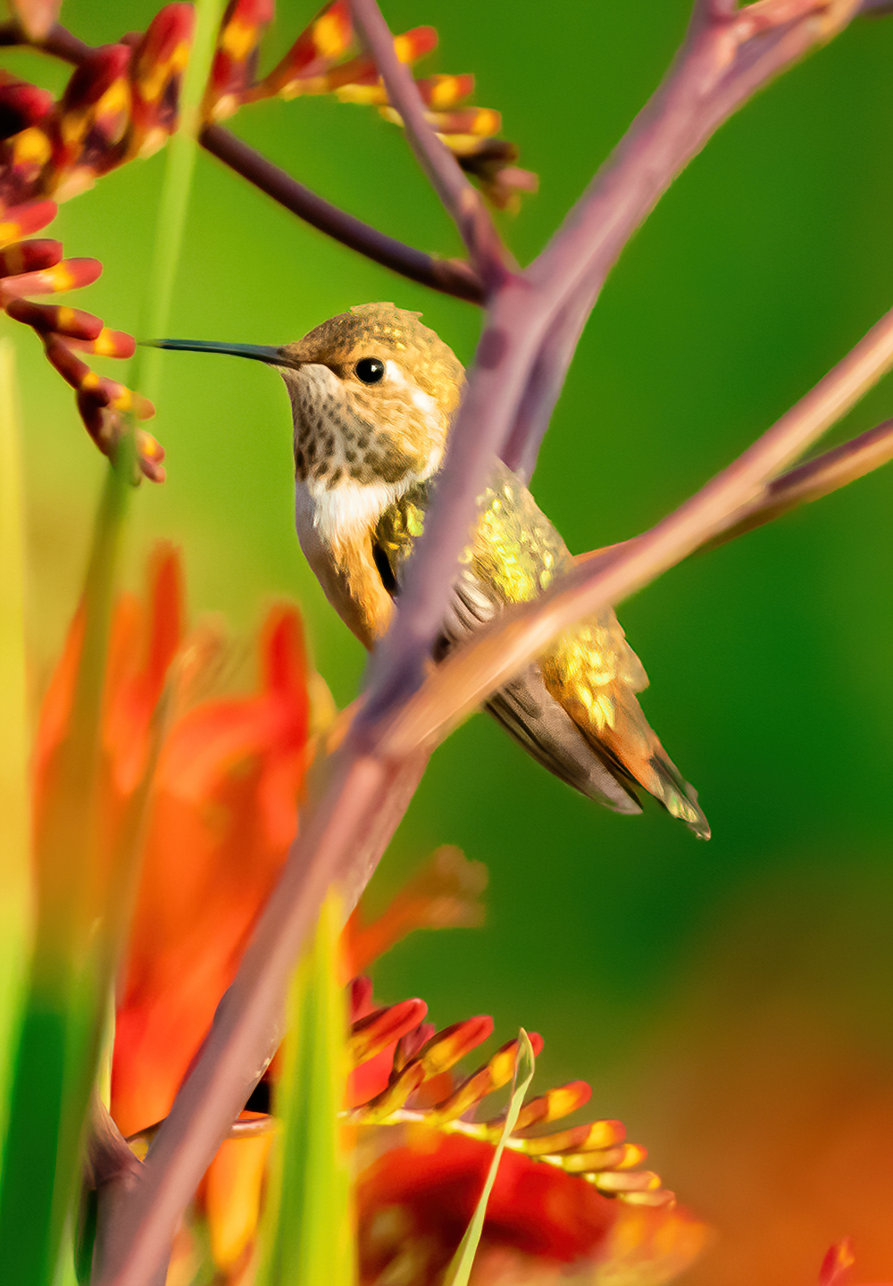 Washington Coast Humming Bird 13